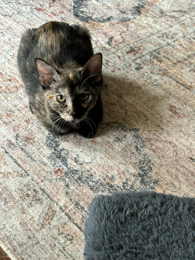 Chanelle thumbnail 4