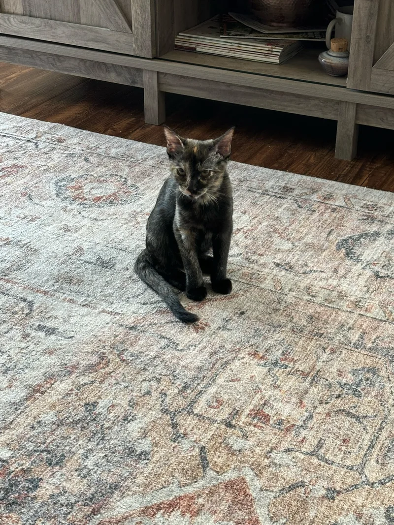 Chanelle thumbnail 5