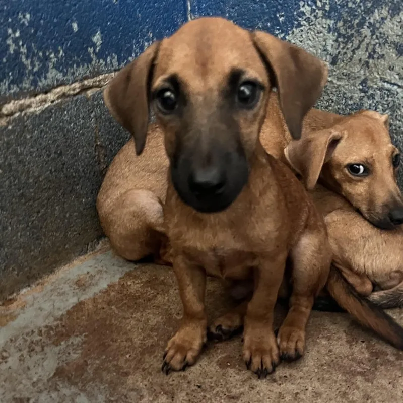 A baby small-sized male Brown / Chocolate Dachshund dog named Frank for adoption in Edinburg, TX