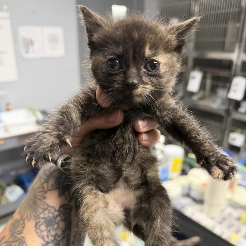A baby small-sized female Tortoiseshell Domestic Short Hair cat named Acai for adoption in Marion, VA
