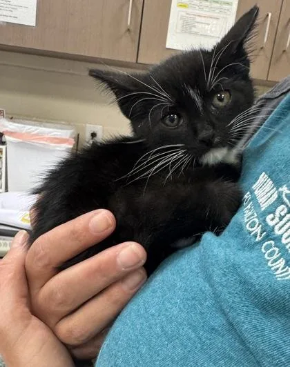 A baby small-sized male Domestic Short Hair cat named Tokyo for adoption in Fishers, IN