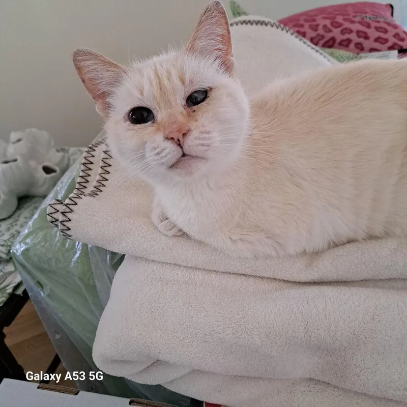 An adult medium-sized female Domestic Short Hair cat named Colette for adoption in Ferndale, MI
