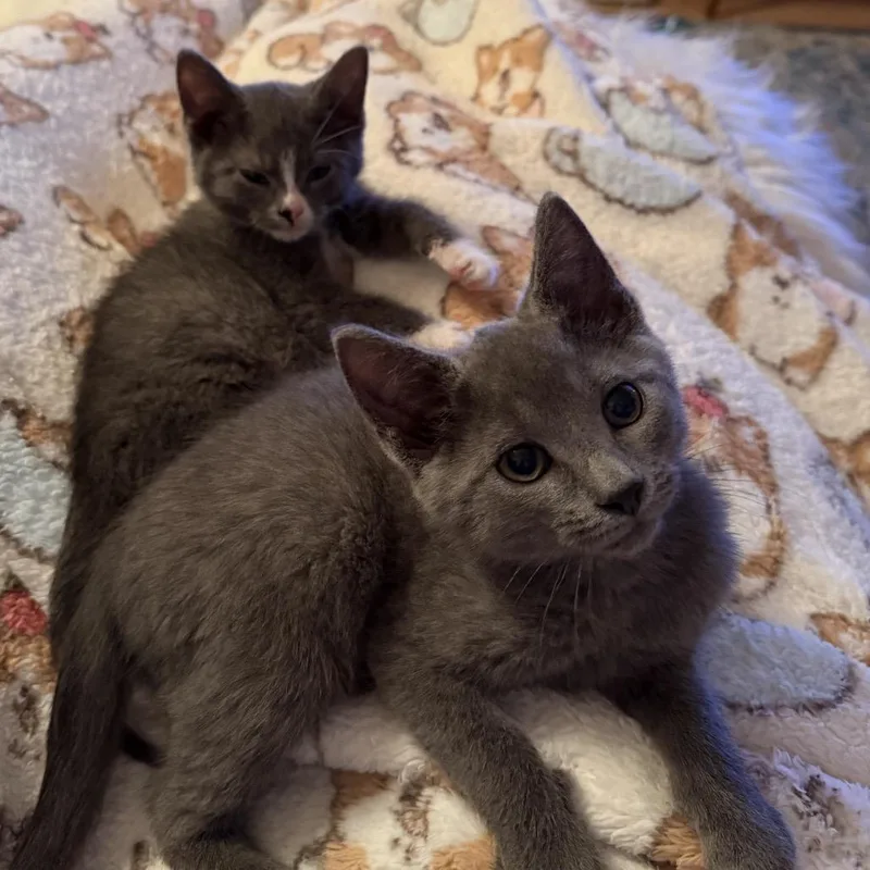 A baby small-sized male Gray / Blue / Silver Domestic Short Hair cat named Teddy for adoption in Fairfax Station, VA