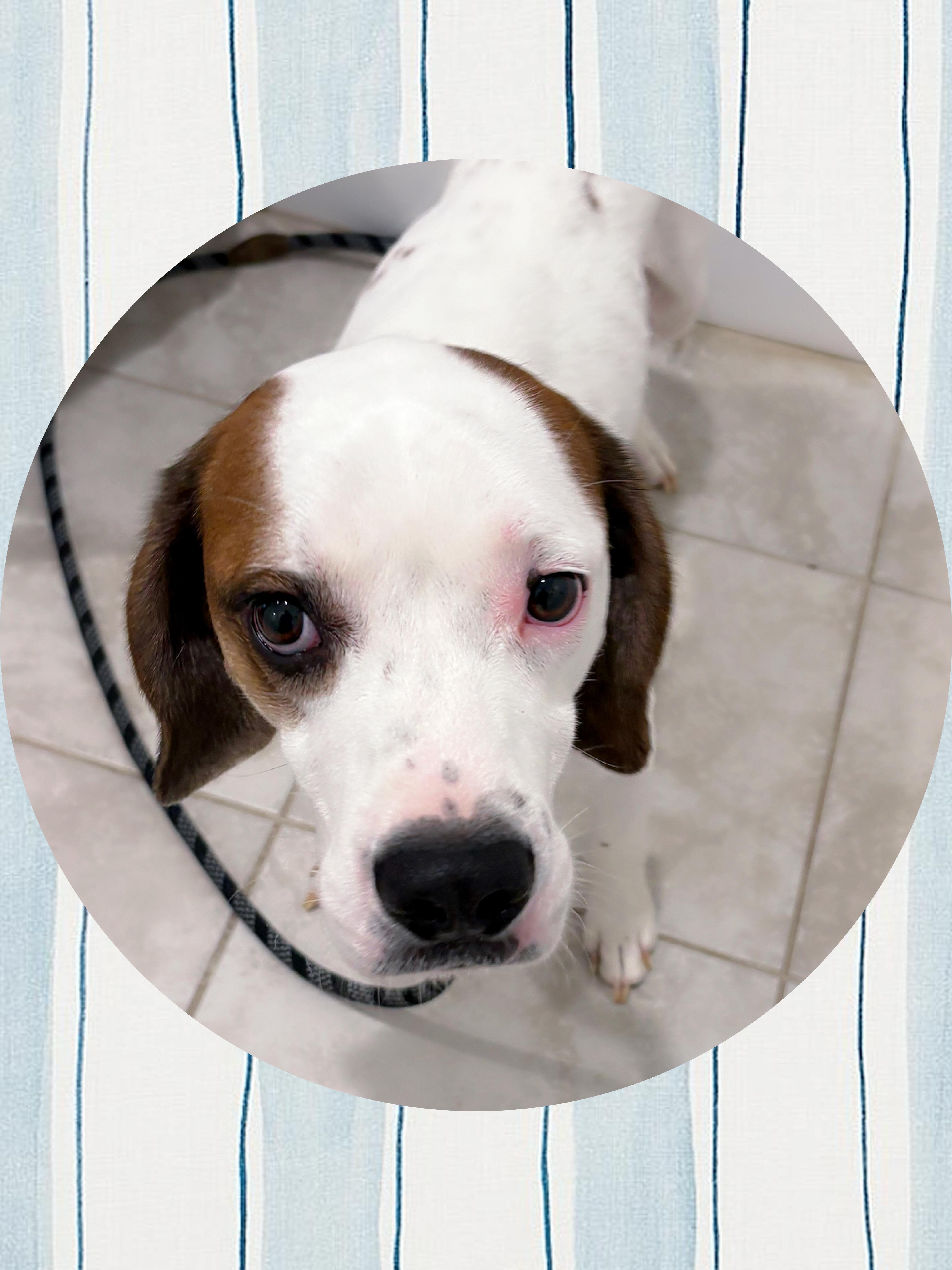 A young medium-sized male White / Cream Beagle dog named Pinto for adoption in Queen Creek, AZ
