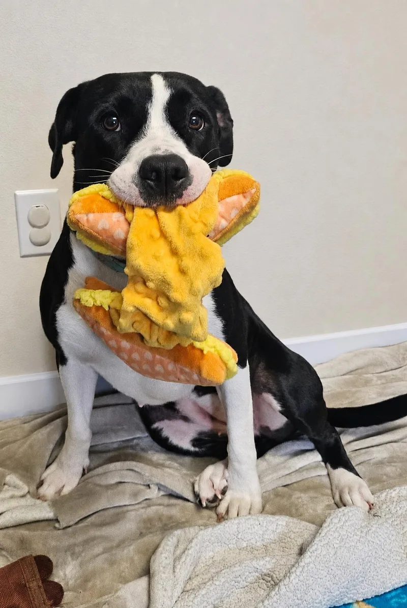 An adult medium-sized female Black Pit Bull Terrier dog named Tamara for adoption in Salem, NH