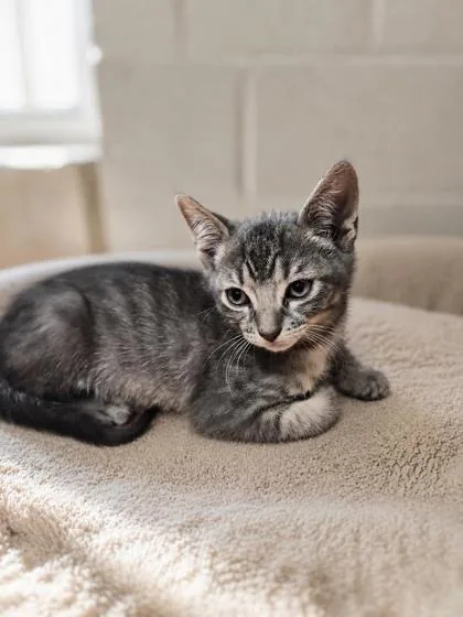 A baby small-sized male Domestic Short Hair cat named Marty for adoption in Savannah, GA