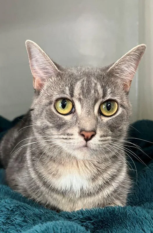 An adult small-sized female Domestic Short Hair cat named Ethel for adoption in Genoa, IL