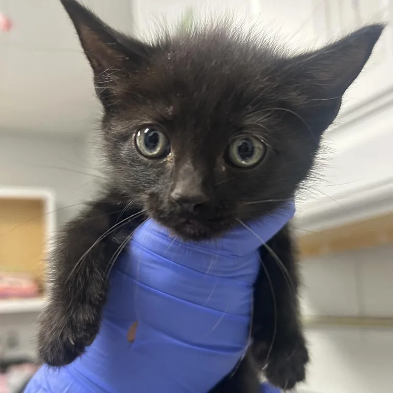 A baby small-sized male Black Domestic Short Hair cat named Baja Blast for adoption in Greenville, SC