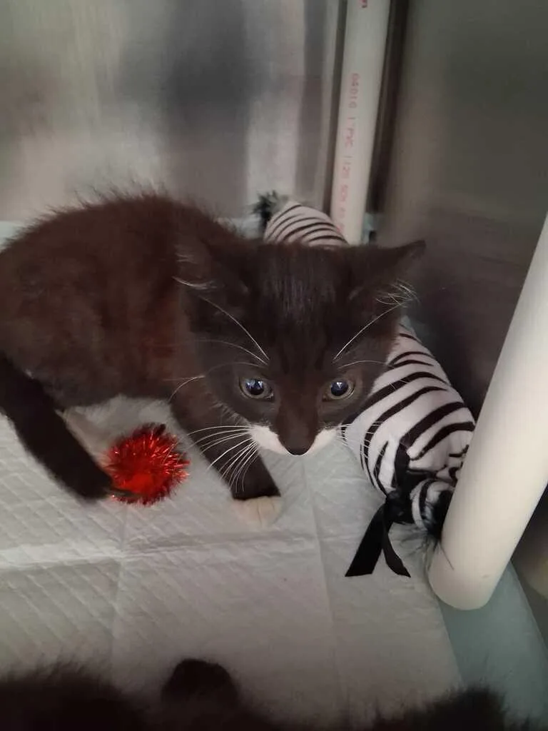A young small-sized male Black & White / Tuxedo Domestic Short Hair cat named Flame for adoption in Cincinnati, OH
