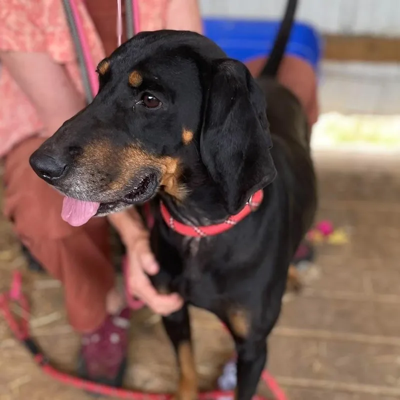 An adult large-sized female Black and Tan Coonhound dog named Cherry for adoption in Frederick, MD
