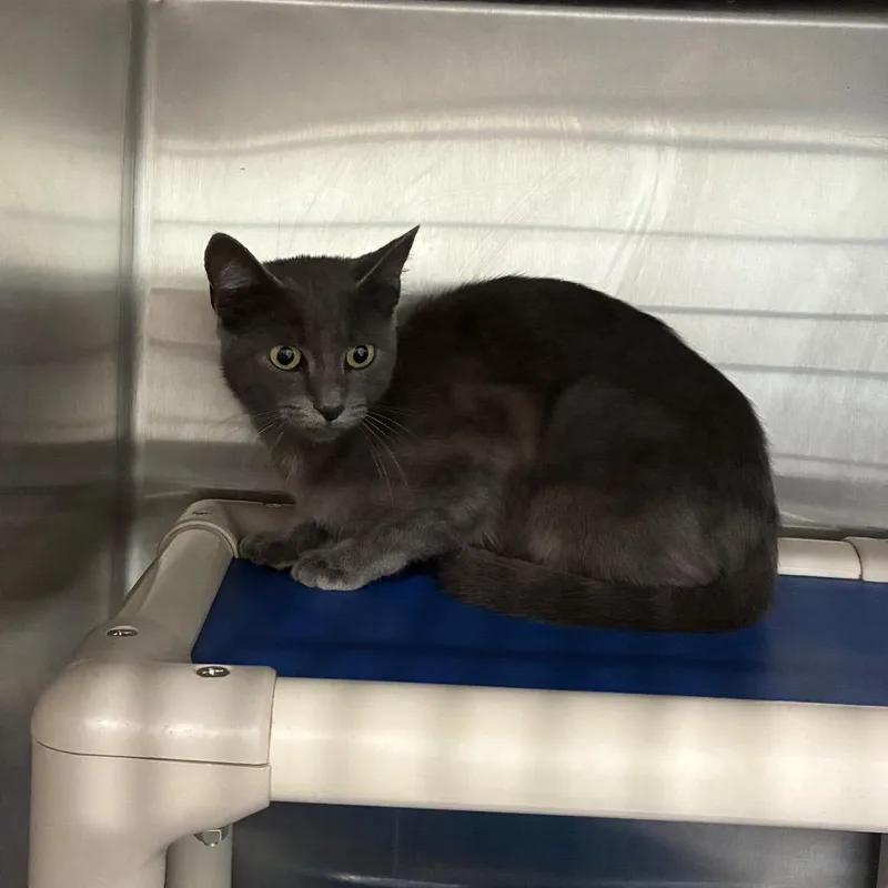 A young medium-sized male Domestic Short Hair cat named Ash for adoption in Richmond Hill, GA