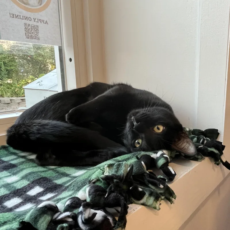 A young medium-sized female Black & White / Tuxedo American Shorthair cat named Nyx for adoption in Hull, MA