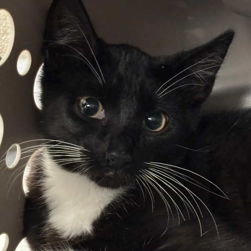 A baby small-sized male Black Domestic Short Hair cat named Din Djanrin for adoption in Charleston, WV
