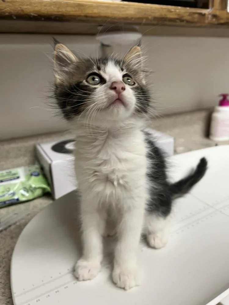 A baby small-sized female Domestic Medium Hair cat named Croissant for adoption in Oakdale, CA