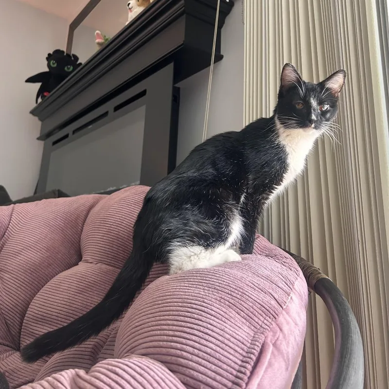 A young medium-sized female Black Domestic Short Hair cat named Clementine for adoption in Chicago, IL
