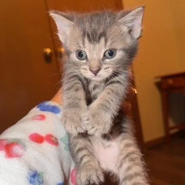 A baby medium-sized male Tabby (Gray / Blue / Silver) Domestic Short Hair cat named Nimbus for adoption in Circleville, OH