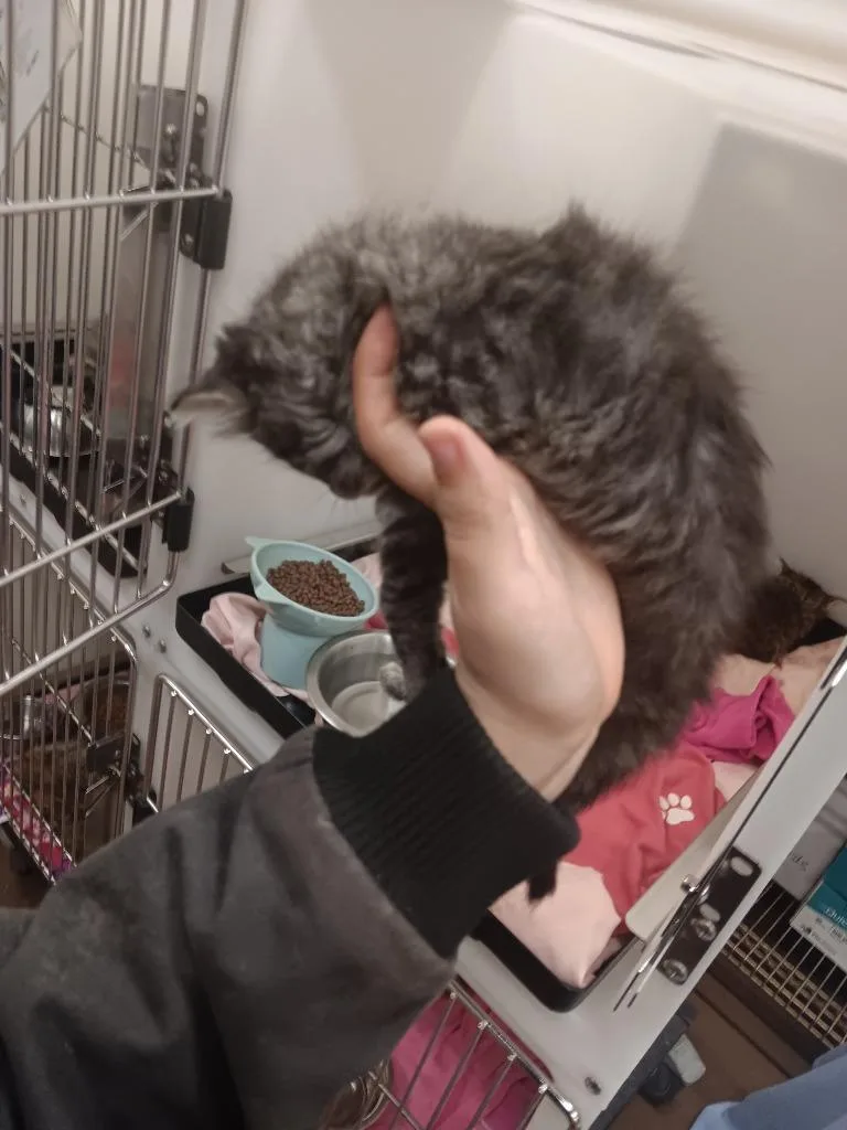 Oli thumbnail 3