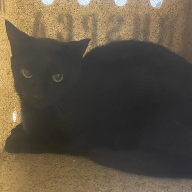 An adult medium-sized female Black Domestic Short Hair cat named 72011 for adoption in Harrisonburg, VA