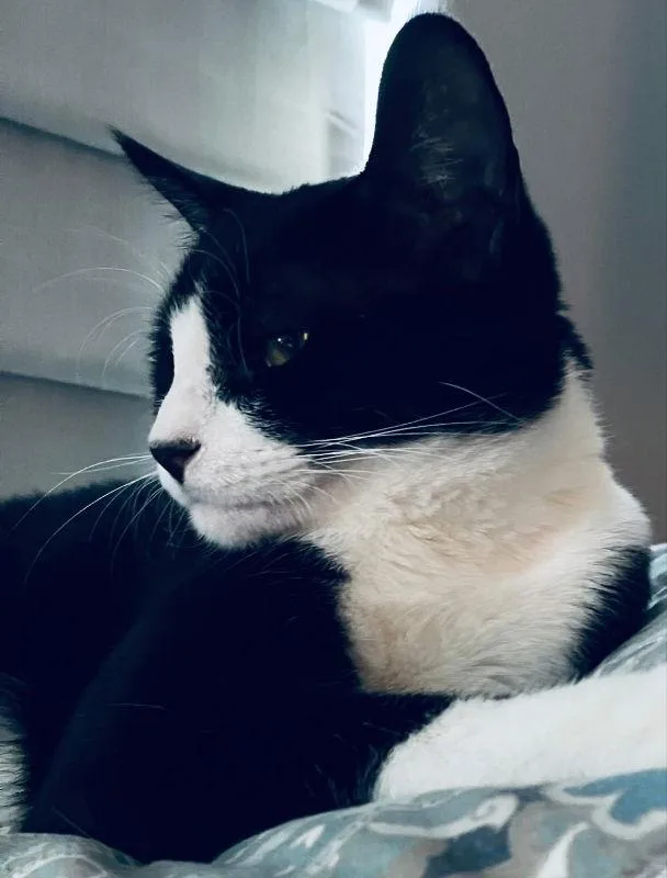 Oreo thumbnail 2