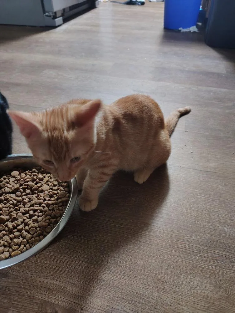 A baby small-sized male Tabby (Orange / Red) Domestic Short Hair cat named Sherbert for adoption in Lancaster, CA
