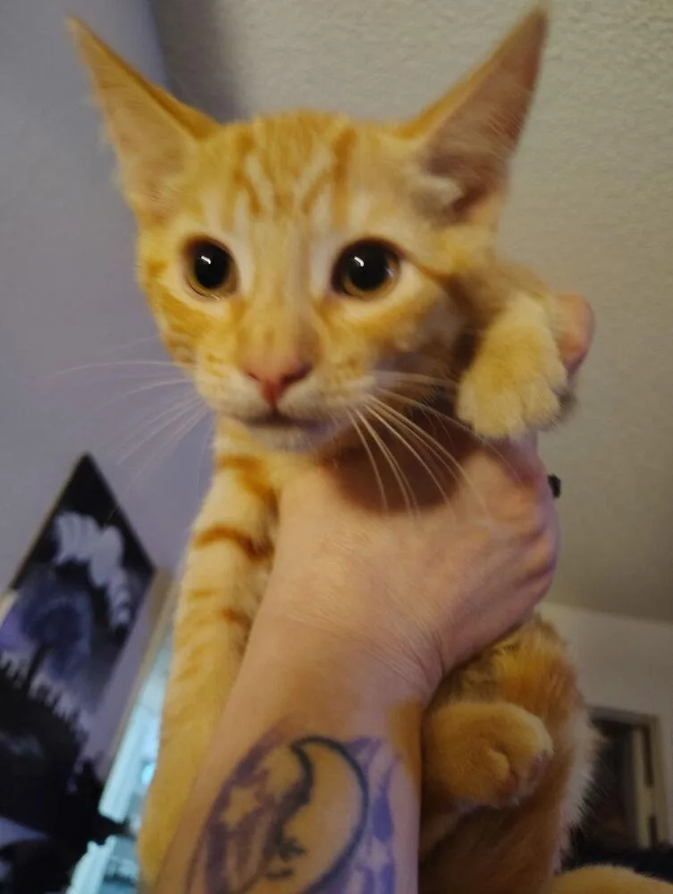 Sherbert thumbnail 2