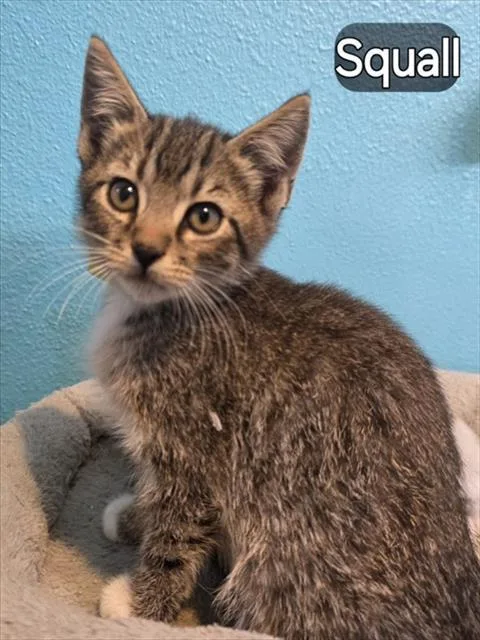 A baby small-sized male Domestic Short Hair cat named Squall for adoption in Pueblo, CO
