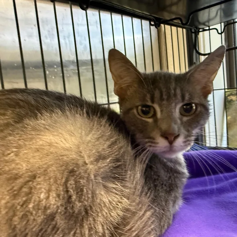 A young medium-sized male Gray / Blue / Silver Domestic Short Hair cat named Marbles for adoption in Lakeland, FL