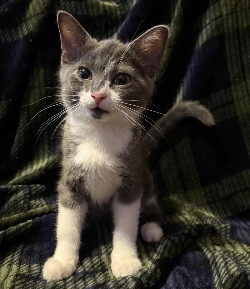 A baby small-sized male Gray / Blue / Silver Domestic Short Hair cat named Crazy for adoption in Maineville, OH