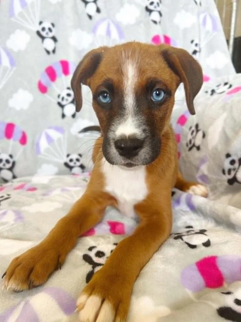 A baby small-sized male Boxer dog named Sinatra for adoption in Effingham, IL