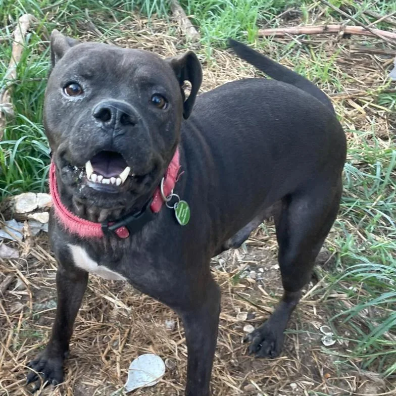 Doctor Pete thumbnail 2