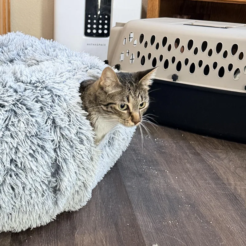 A young medium-sized female Tabby cat named Peach and Duchess for adoption in Schertz, TX