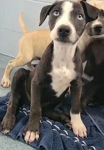 A young medium-sized male Catahoula Leopard Dog dog named Chowder for adoption in Taylorsville, NC
