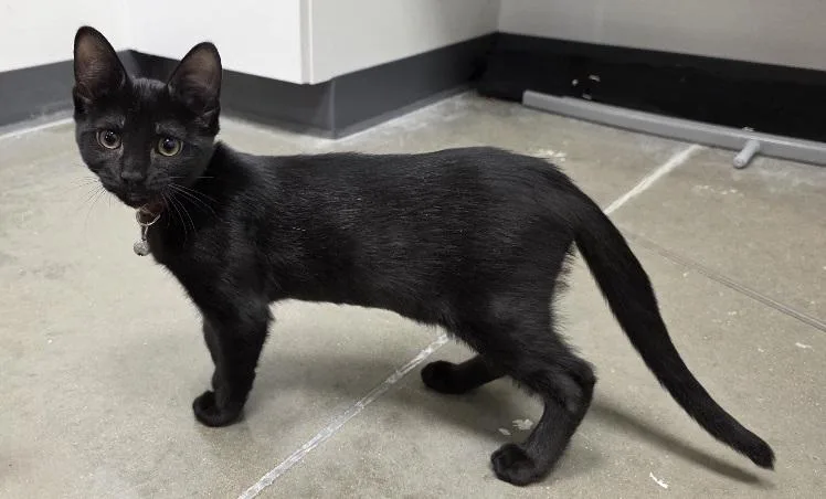 A baby medium-sized female Black Domestic Short Hair cat named Zilla for adoption in Rossville, TN