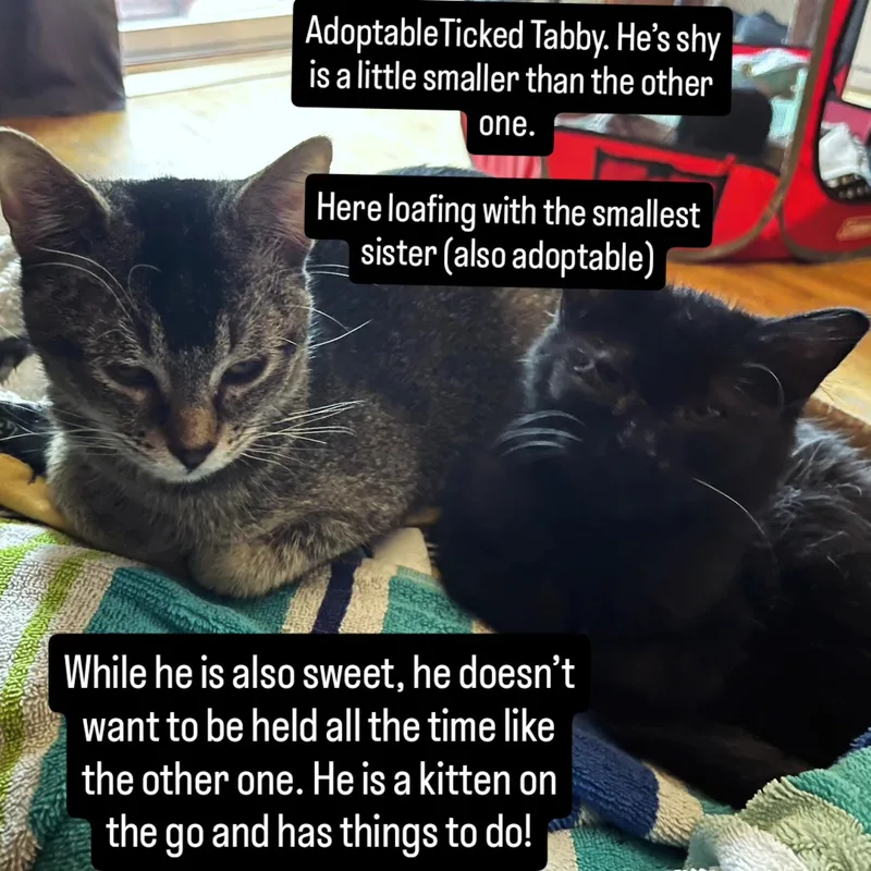 Ticked Tabby Male thumbnail 2