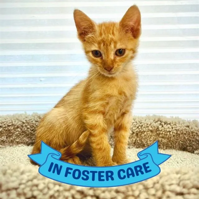 A baby small-sized male Domestic Short Hair cat named Leo for adoption in Tallahassee, FL