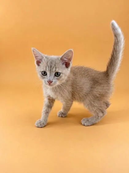 A baby medium-sized male Domestic Short Hair cat named Otis for adoption in Dahlonega, GA