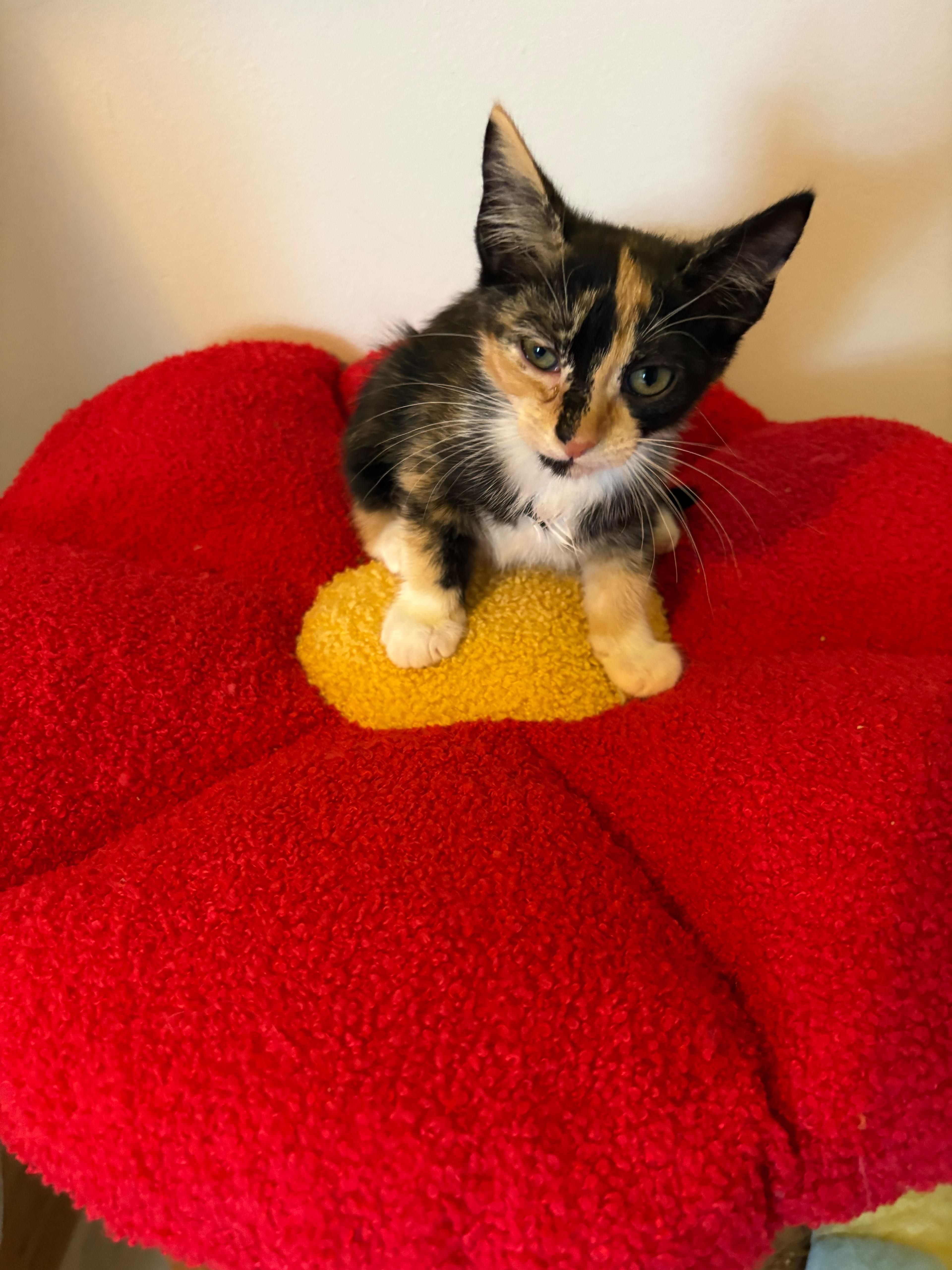 A baby medium-sized female Calico Domestic Short Hair cat named Dazzle for adoption in Lauderhill, FL