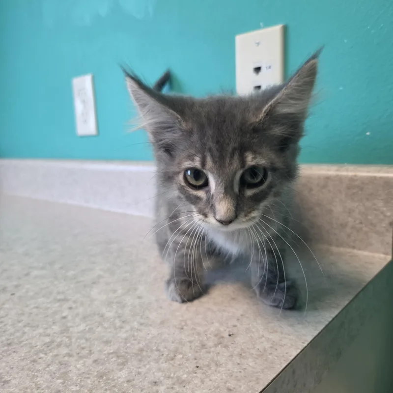 A baby small-sized female Gray / Blue / Silver Domestic Short Hair cat named Purrgola for adoption in Brookings, SD
