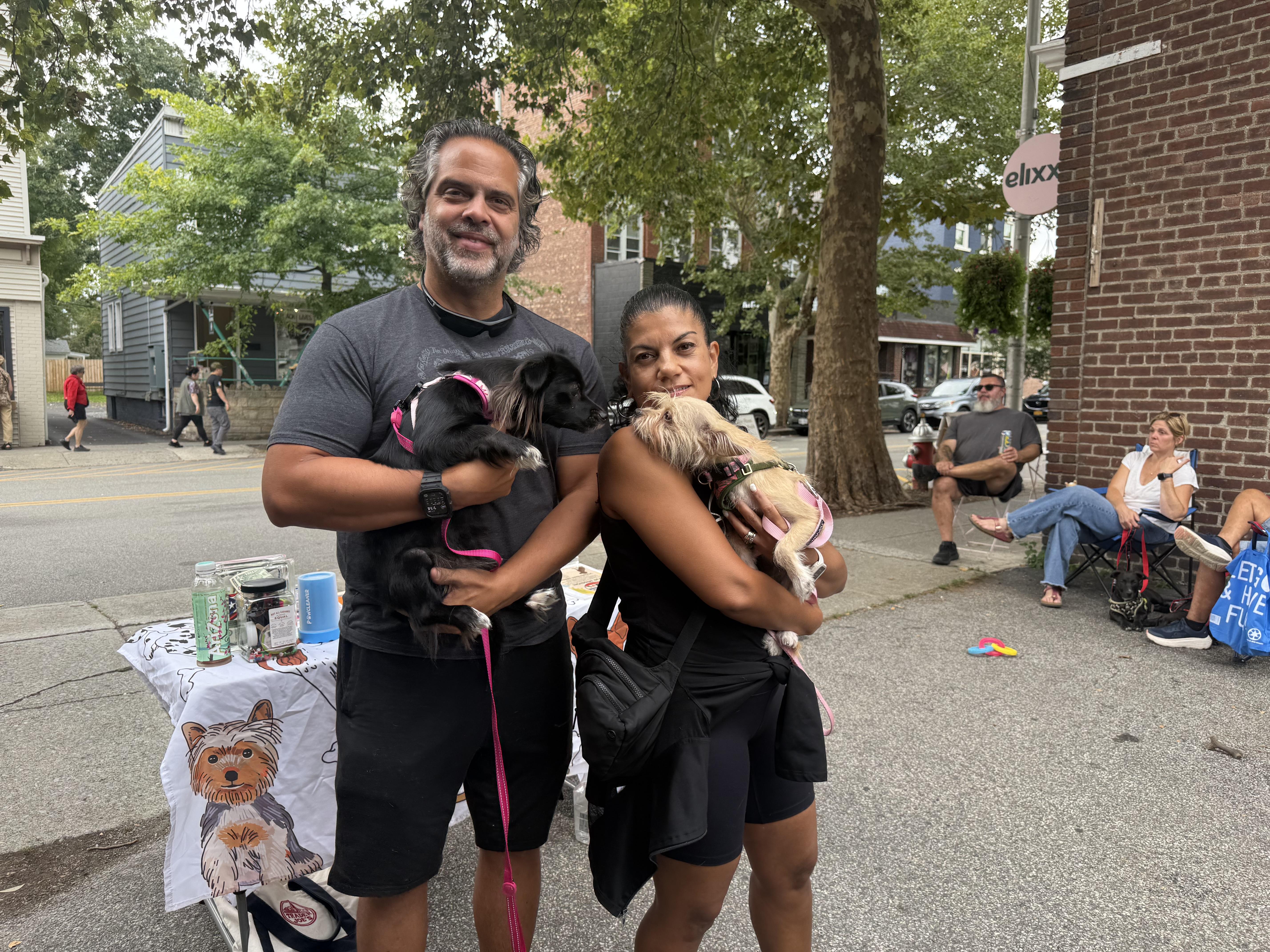 An adult small-sized female Chihuahua dog named Cricket for adoption in Pleasant Valley, NY