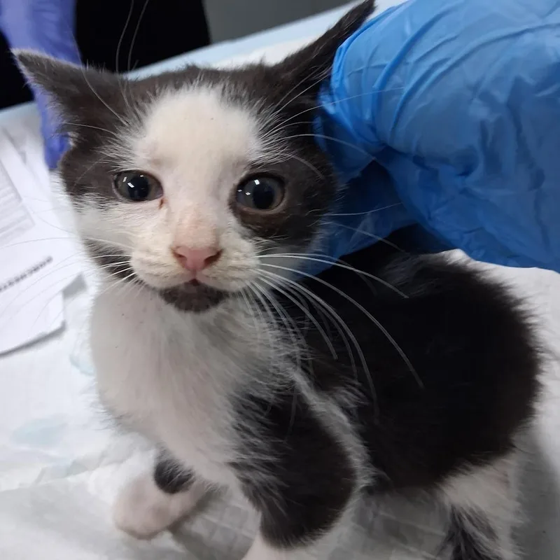 A baby small-sized female Black Domestic Short Hair cat named Kinsley for adoption in Summerville, SC