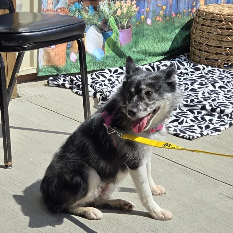 A senior small-sized female Gray / Blue / Silver American Eskimo Dog dog named Dolce for adoption in Rochester, MN