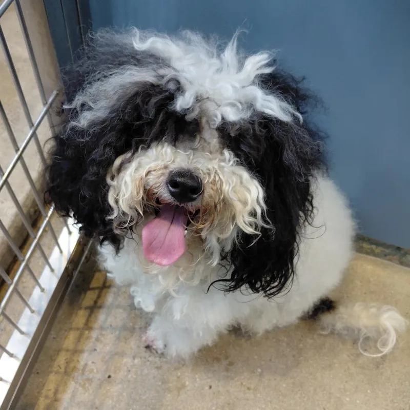 An adult small-sized male White / Cream Poodle dog named Kiko for adoption in Philadelphia, PA