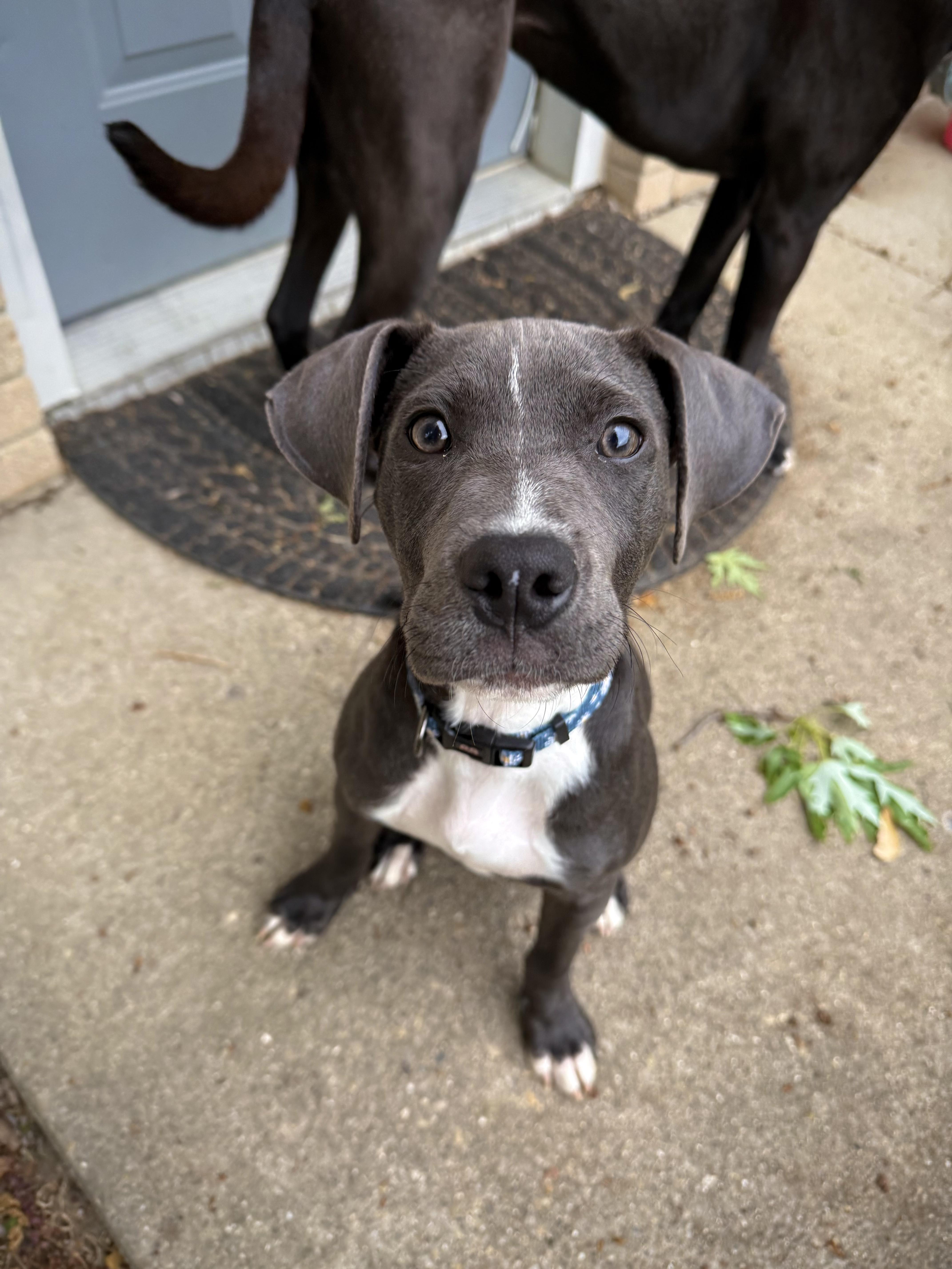 A baby medium-sized female Gray / Blue / Silver Pit Bull Terrier dog named Skye for adoption in INDIANAPOLIS, IN