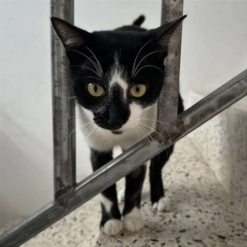 An adult medium-sized male Black Domestic Short Hair cat named Hendrick for adoption in Rio Grande, PR