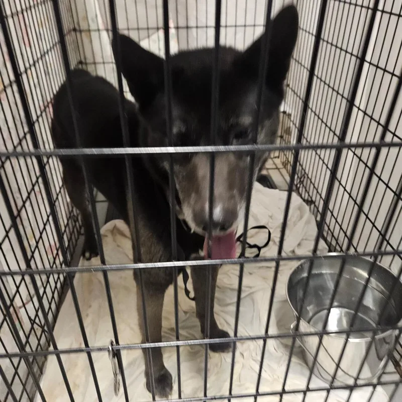 An adult medium-sized male Black Mixed Breed dog named Vorden for adoption in Philadelphia, PA