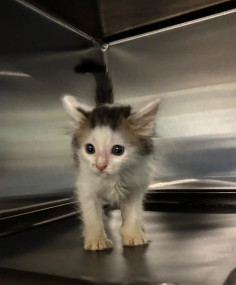 A baby small-sized female Domestic Medium Hair cat named Sophia for adoption in Metter, GA