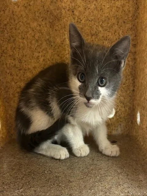 A young small-sized female Domestic Short Hair cat named Coraline for adoption in Riverside, CA