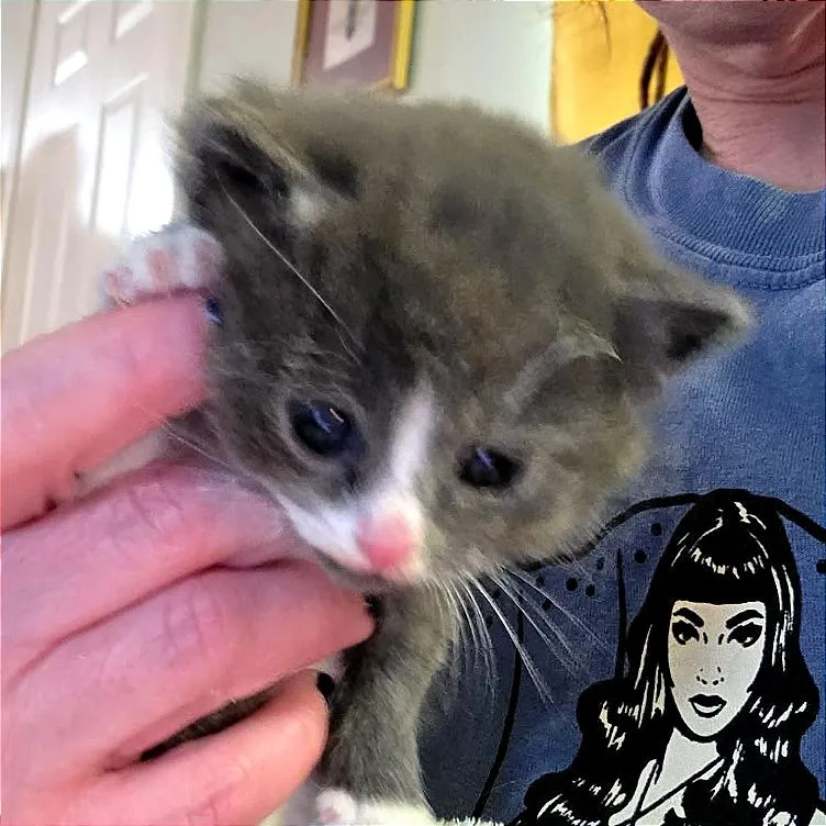 A baby small-sized female Gray / Blue / Silver Domestic Short Hair cat named Mira for adoption in Monroe, MI