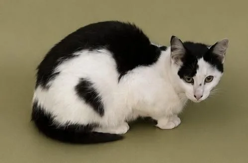 A young small-sized male Domestic Short Hair cat named Tickles for adoption in Wauchula, FL