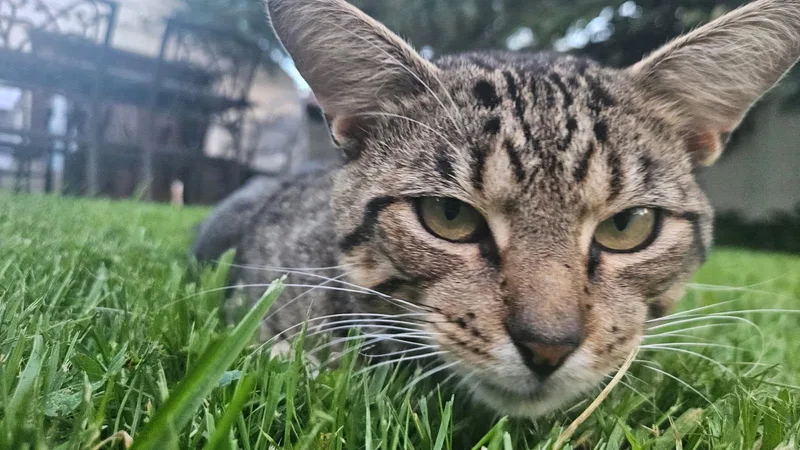 A young medium-sized male Tabby (Brown / Chocolate) Domestic Short Hair cat named Whisgers for adoption in Syosset, NY
